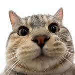 __haru__cat