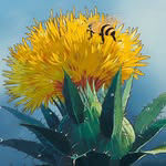 _beeforest_
