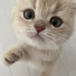 cat_jerry1110