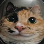 curiositykilledthecoolcat