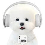 huru_bichon