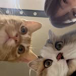 mongmong._.world