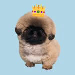 prince_pekingese