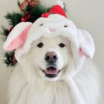 samoyed_bom