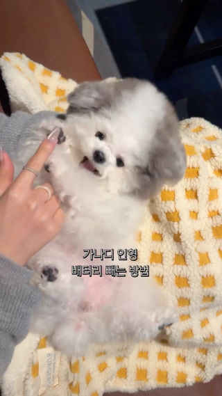 이 영상 도움 많이될거야
 
 #강아지 #포차코 #puppy