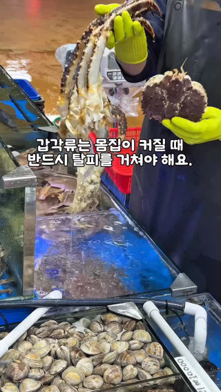 킹크랩이 탈피했어요!!
 말랑 말랑 해진 레드킹크랩~