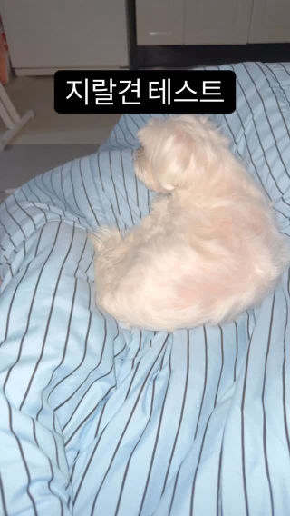 마지막은 심지어 언니 다리 때렸다고ㅋㅋㅋㅋㅋ