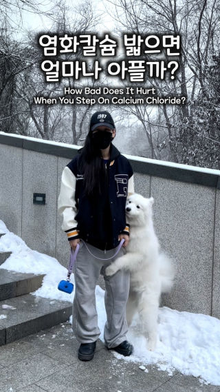 여러분 겨울에 맨발로 다니시면 안돼요
 #사모예드 #samoyed #염화칼슘