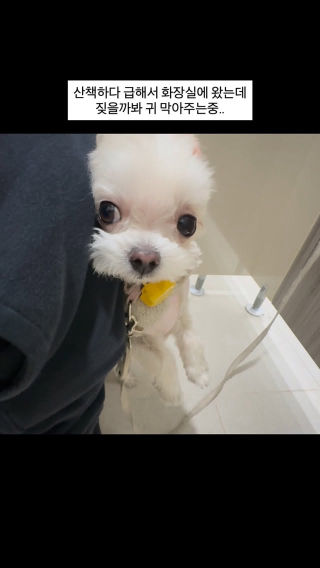 다행히 볼일 끝날때까지 짖지않았다..