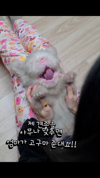 제 견종을 맞추면 엄마가 고구마 준대요!! 
 
 #견종 #릴스 #유행