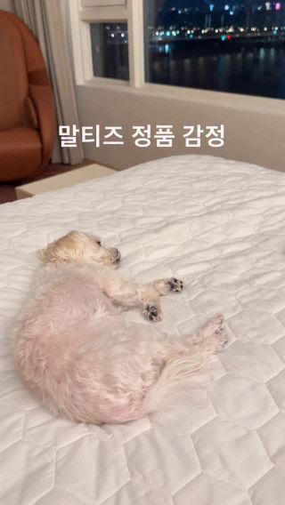 랄지견 테스트
 
 제 동생 그런거 안해봐도 된다고 했잖아요
 말티즈 정품이거든요
 
 *하랑이 아님, 시누이 아님
 최선정 막냇동생 최호이
 #지랄견테스트 #정품