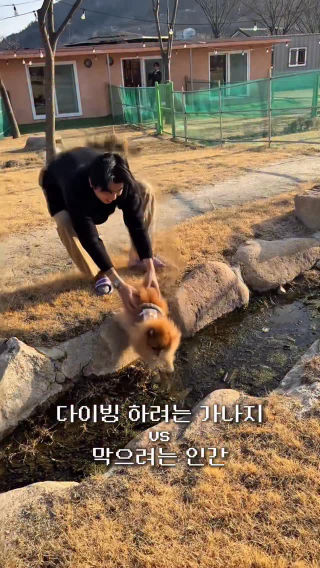 포메를 키운다는건……….
 .
 .
 #reels #강아지 #댕댕이 #멍스타그램 #댕그타그램