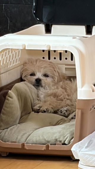 테토견 💪vs 에겐견 💅
 
 #fun #dog #dogstagram #강아지 #멍스타그램