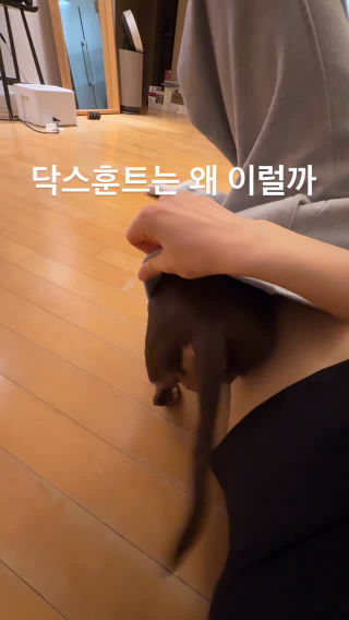 닥스훈트는 정말 왜 이럴꺄….
 #닥스훈트