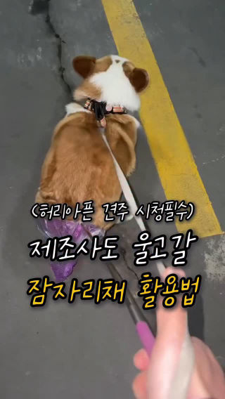 [광고] 어른이 된 나는 잠자리 대신 응아를 잡는다.
 댓글에 ’응가‘ 남겨주시면 제품정보 보내드려요
 
 → 팔로우 되어있어야 메세지 확인가능합니다!
 → 프로필 바로가기 👉 @onlyme.tem
 
 ──────────────
 
 ✔ 허리 안 굽히는 긴 손잡이
 ✔ 물응가도 깔끔하게
 ✔ 접이식이라 휴대간편
 ✔ 산책 필수템
 
 ──────────────
 
 울 애기 물똥싸면 곤란하죠?
 이거 한 번 써보면
 다시는 손으로 못 치움
 
 💌 프로필 링크 👉  검색
 💌 바로가기 👉 @onlyme.tem