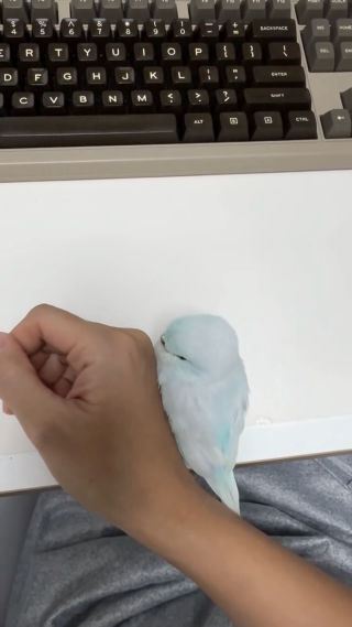 좋아요 700만개, 총 6,400만뷰👀🩵
 캔디를 슈스로 만들어준 껌딱지 영상 원본 올려봅니다🐥🩵