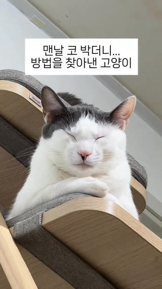 코 안 박으려고 머리 쓴 고양이 (천재인가?ㅋㅋㅋㅋㅋ)