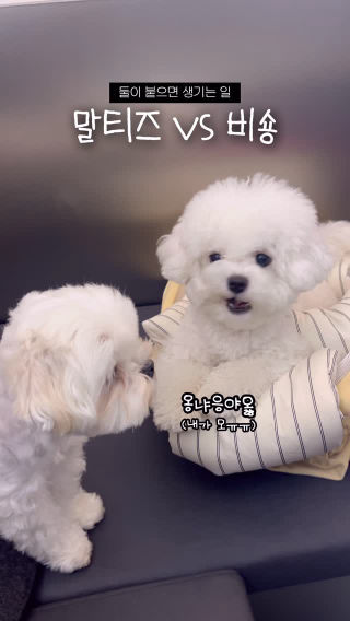 짱 쎈 말티즈랑 이상하게 짖는 비숑이랑 붙으면 생기는 일..ㅋㅋㅋㅋㅋㅋ