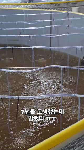 7년을 고생하며 미꾸리양식을 해 왔는데
 어째 이런일이ㅠㅠ
 이틀전에 갑자기 첨벙첨벙 이상한소리가 나길래 수리의 근원지를 찾아서 살펴보고있는데 갑자기 검은 물채가 수조안에서 떡하니 수영을하면서 미꾸리를 잡아먹고있는 수달과 눈이 마주처서 서로기절할뻔 했다가 소리처서 쫓아냈는데 어제 저녁에 이번에는 다른 녀석이 들어와서 놀다가 동영상 찍을라하는 순간 또 눈이 맞아 서로 놀래고 이놈은 또 도망가고..
 7년동안 한번도 없었던 일인데 ㅠㅠ
 나의 양식 방법은 바이오플락이라 수달들이 냄새를 못맛는데 어떻게 들어왔는지 알수가없네.