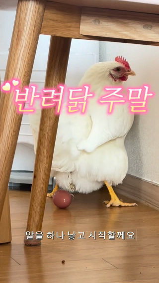 잼잼이의 주말 일상
 
 왔다갔다 뭔가 느낌이 달라서 기저귀 뺐더니 바로 순풍
 하나 낳고 바로 오전 산책 나갔어요!!
 날이 풀려서 흙도 잘 파지고 풀도 새로 나서 좋나봐요 🐓
 신나게 놀고 낮잠한숨 자러 들어갔습니다. 
 .
 .
 #반려닭 #닭키우기 #반려동물 #주말 #일상