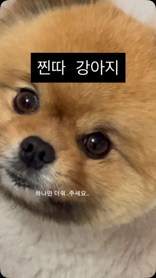 강아지력 테스트 찐따vs테토🔥
 #일상 #귀여워 #댕댕이 #강아지 #릴스