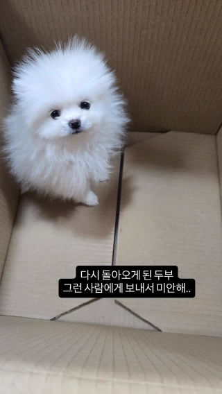 열받아서 정말 손이 다 떨리네요...
 무료 입양이라고 해서 생명의 무게까지 0원인 건 아닙니다.
 
 저희가 입양비는 안 받아도, 왜 그렇게 까다롭게 심사하는지
 이제는 아시겠나요?
 
 이렇게 까다롭게 심사를 해도 앞에서는 착한척하면서 막상 데려가시면 저렇게 하시는 분들 많습니다.
 준비 안 된 분들에게는 아이 안 보냅니다.
 
 이 아이들이 두 번 상처받지 않게,
 저희 ’넥스트펫 입양소‘는 끝까지 악착같이 걸러내겠습니다.
 
 여러분이 보시기엔 이런 사람, 어떻게 대응해야 할까요? 댓글로 의견 좀 남겨주세요.
 
 #유기견입양 #강아지분양 #파양견 #넥스트펫입양소 #사지말고입양하세요 실화 카톡빌런 무료분양 반려견소통 강아지파양