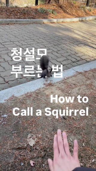 등산가는 친구에게 알려주세요 🐿️🌰
 
 #청설모 #squirrel #squirrelclub #reel