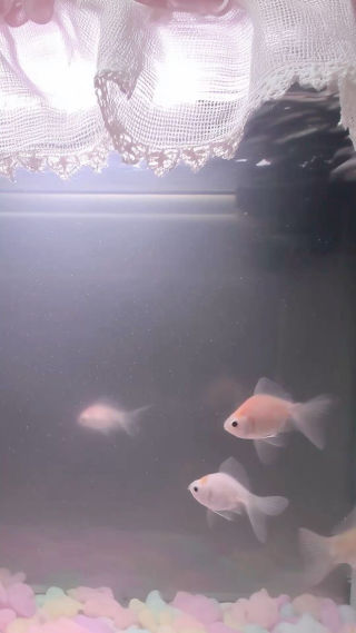 렌즈빨 릴스 다 귀여워보이는 이유
 
 #fyp #reels #릴스 #공감 #렌즈