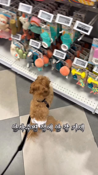 강아지랑 스타필드 가면 안되는 이유🥵
 장난감코너 잘못 들어섬
 이번에도 내가 졌다…
 
 #장난감사주세요 #주세요강아지