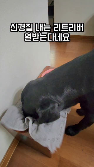🐶인간이 말이여.. 닦었는디 또 닦으랴
 
 4살 토르를 추억하며 들고 왔어요
 시킨거 또 시킨다고 승질내던 토르
 
 #곰토르 #물마시고입닦기