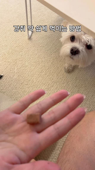 준비물 : 약, 햄버거, 눈보다 빠른 손, 당황한 목소리
  
  
  
 #데일리황찐빵 #강아지일상 #강아지육아 #말티즈스타그램 #동물병원