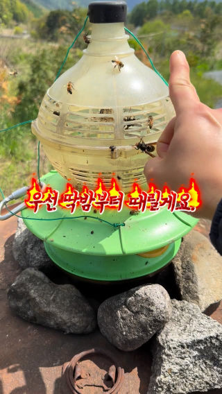 매년 말벌이 많이 오고 있어요.
 
 #양봉 #꿀벌 #양봉업자 #bee #beekeeper
