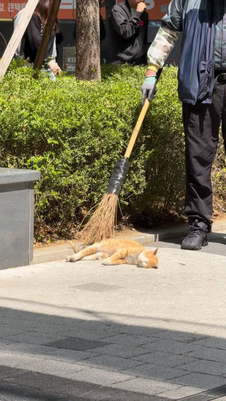 점심시간에 보면서 힐링했다🪽🌿
 #길냥이 #애교냥 #소울메이트 #힐링 #봄