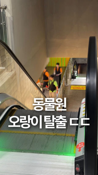 📍동물원 갔는데 오랑이 탈출 ㄷㄷ
 
 아쿠아리움이랑 동물원이랑 같이 붙어있는 곳이라
 아쿠아리움 먼저 구경하고 있는데 매점 아주머니가 호랑이 탈출했다고 피하라는 거에요 그래서 막 도망치다가 급하게 비상구에 숨어있었는데 포획했다고해서 다행이 금방 나왔거든요?
 
 근데 나중에 알고보니 오랑이가 탈출해서 피하라는말을 호랑이로 잘 못들었던 거에요😂
 
 다음 날 궁금해서 오랑이 보러 갔는데 어제 얘기 들어보니 문을 열고 나와서 매점 냉장고 열고 있었다는ㅋㅋㅋ 너무 귀엽더라구요🤣
 
 #동물원 #오랑우탄 #아쿠라리움 #사천여행 #웃긴릴스