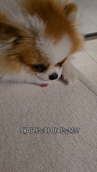 _dodo_chic의 릴스