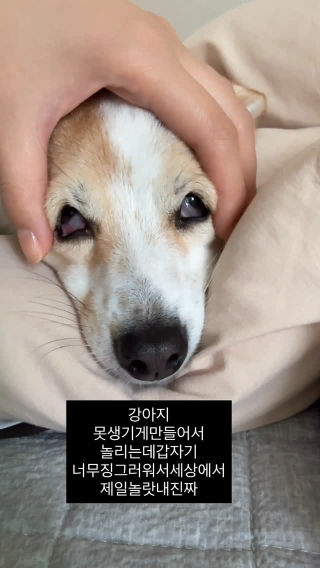 너무충격적이어서오늘하루만안놀립니다 강아지sorry
