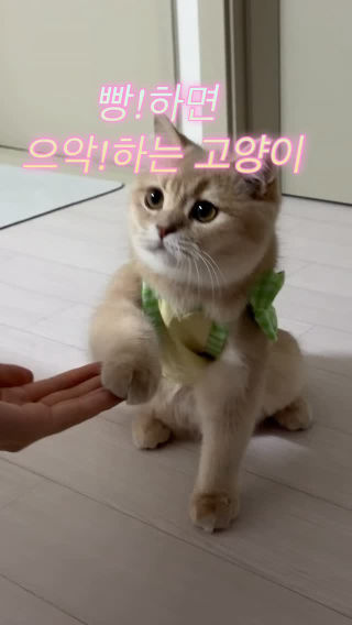 빵!하면 으악!하는 고양이