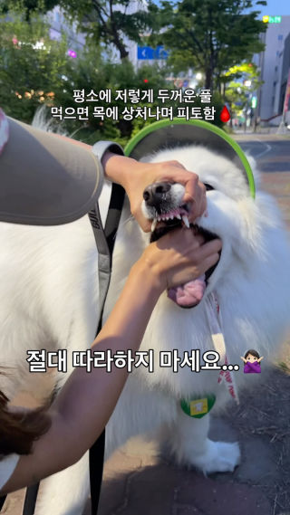 | 뭐든 입에 넣고 보는 강아지 키우는 견주들 특..
 속 불편한거 아니고 , 목 마른거 아니구요..
 유독 저 길고 두꺼운 풀을 선호하는데(?)🤦🏻‍♀️
 
 늘 저 풀을 먹고 나면 소화가 안되어서
 새벽에 목에 상처나면서 피토를 하더라구요 ㅜㅜ
 (어릴때부터 목이 약했어요😢)
 
 근데 아시죠?!
 냄새 맡는 척 하면서
 순식간에 풀 뜯어먹는거^^^^^
 
 지오 물 주고 봄이 물 주는 그 짧은 찰나에
 왕창 뜯어 잡수고 계셨더라는 ….
 
 지오는 제 손이 이빨에 닿으면
 큰일 나는 줄 아는 애라 큰 문제가 없답니다!🥹
 
 ❌절대 따라하지마세요❌
 
 #사모예드 #대형견 #릴스 #samoyed #reels