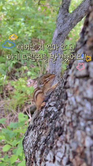 오늘 산길을 걷다가 
 눈도 못 뜬 아기 다람쥐를 발견했어요!!🐿️🥺
 
 태어난 지 얼마 안 된 것 같은 작은 생명. 
 조심스럽게 숨 쉬고 있는 모습에 한참을 바라봤네요.
 
 잠깐의 순간이었지만 
 오래 기억에 남을 것 같아요 🌿