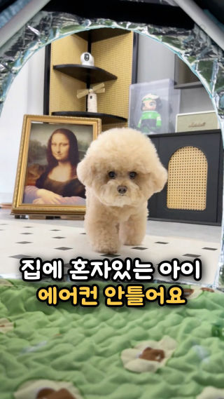 한여름에 강아지 혼자 집에 있으면
 “잠깐인데 괜찮겠지?”가 제일 위험해요 🥵🐶
 
 강아지는 사람처럼 땀으로 체온 조절을 잘 못해서
 실내 온도가 올라가면 금방 헥헥거리고 지칠 수 있어요.
 
 특히 작은 강아지, 노령견, 단두종, 털 많은 아이들은
 더위에 더 약해서 **에어컨은 거의 필수!**
 
 근데 하루 종일 에어컨 세게 틀어두기엔
 전기세가 부담될 때 있잖아요…💸
 이럴 때 좋은 게 바로 **아이스 쿨링 하우스**❄️
 
 안쪽에 아이스팩을 넣어두면 시원한 공간이 만들어져서
 강아지가 더울 때 스스로 들어가 쉬기 좋아요.
 
 ✔️ 에어컨 온도를 너무 낮추지 않아도 되고
 ✔️ 시원한 피난처처럼 사용 가능하고
 ✔️ 바닥 냉감 + 아이스팩으로 더위 완화
 ✔️ 혼자 있는 시간에도 조금 더 안심
 ✔️ 전기세 부담 줄이는 여름 보조템
 
 우리집 댕댕이 여름 피난처 완성💚
 
 궁금하면 댓글에 **“아이스”** 남겨주세요!
 
 #강아지여름용품 #강아지쿨매트 #강아지아이스집 #강아지더위대책 #반려견여름템