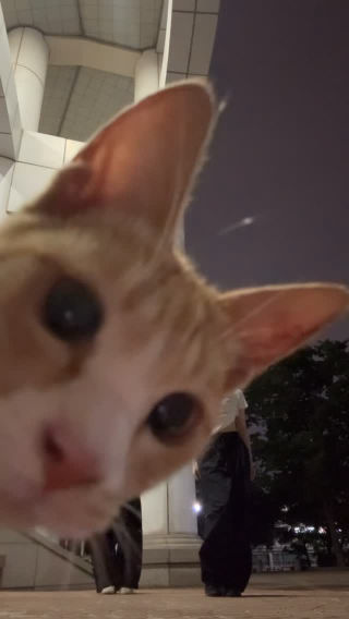 비켜 고양이

#fyp