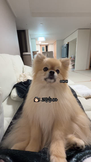 인사를 잘못 배운 갱이씨
