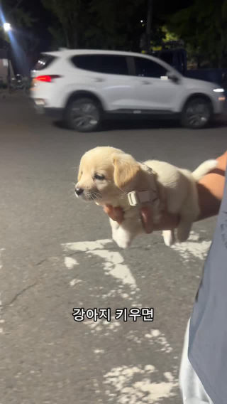노설기 수면 관찰…🙄
.
.
.
#시고르자브종#멍스타그램#강아지#반려견