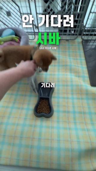 총체적난국 부문 올해의 레전드 영상 🐶 꼭 끝까지 보세요