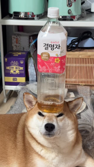 재업)471만뷰 결명자 강아지
경멸자 아니고 결명자
결명자 관계자분들 보고 계신다면 광고 주세요!! 
@woongjinfood