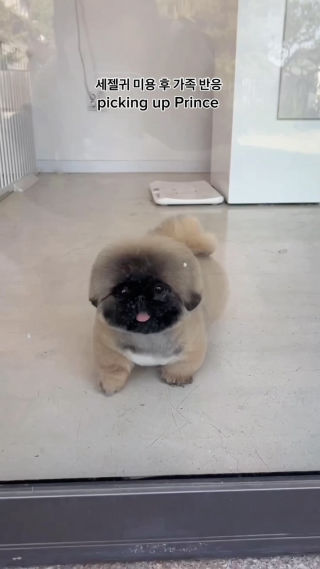 Prince’s 1st hair cut vid that got 16M views 🐶✂️✨

#puppytransformation#dogstagram#cutedogs#pekingese#doggrooming