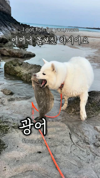 I caught fish for you mom, take it.

어머니 몸보신하라며 기어이 광어를 잡아주는..
딸아 고맙다…

여긴 #월정리 강아지는 #보솜이 입니다.