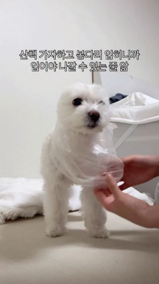 안정형보다 더 안정형 강아지