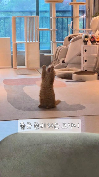고양이 탈을 벗어볼까나 🥱