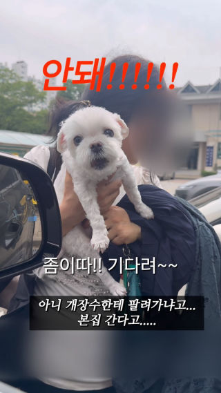 쥐샛기의 절규